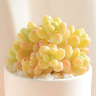 天使之泪多肉植物阳台办公室萌物肉肉植物组合劳尔带香味凝脂莲