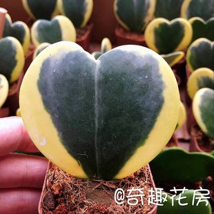 一片心锦心叶球兰新品观叶植物客厅店铺空间装饰呆萌圆滚心心相印