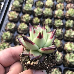 乌木罗密欧多肉植物原始乌木黑檀汁血罗 口红 弗兰克 墨西哥巨人