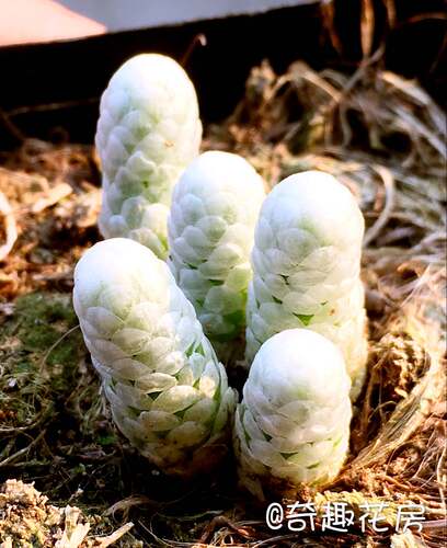 多肉植物银蚕雪蚕迷你摆件绿植