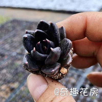 多肉植物胭脂云绿植黑助罗西