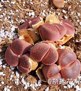 南非FDP进口生石花混合自播屁股花【岛田菊文章】碧光环 肉锥口笛