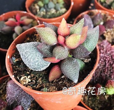 海豹赤兔多肉植物水泡