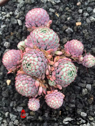 绿植盆栽组合套餐10棵多肉特价