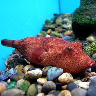 木瓜狗头鱼3cm毛毛斑马麒麟淡水河豚观赏宠物活体鼓气好玩