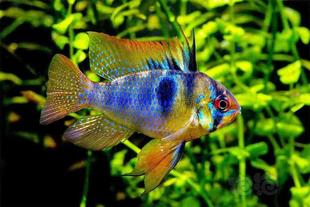 包邮玻利维亚凤凰鱼荷兰凤凰南美短鲷鱼热带鱼淡水草缸可混养