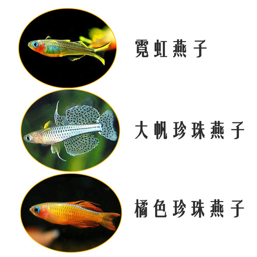 观赏鱼霓虹燕子阿鲁大帆热带鱼