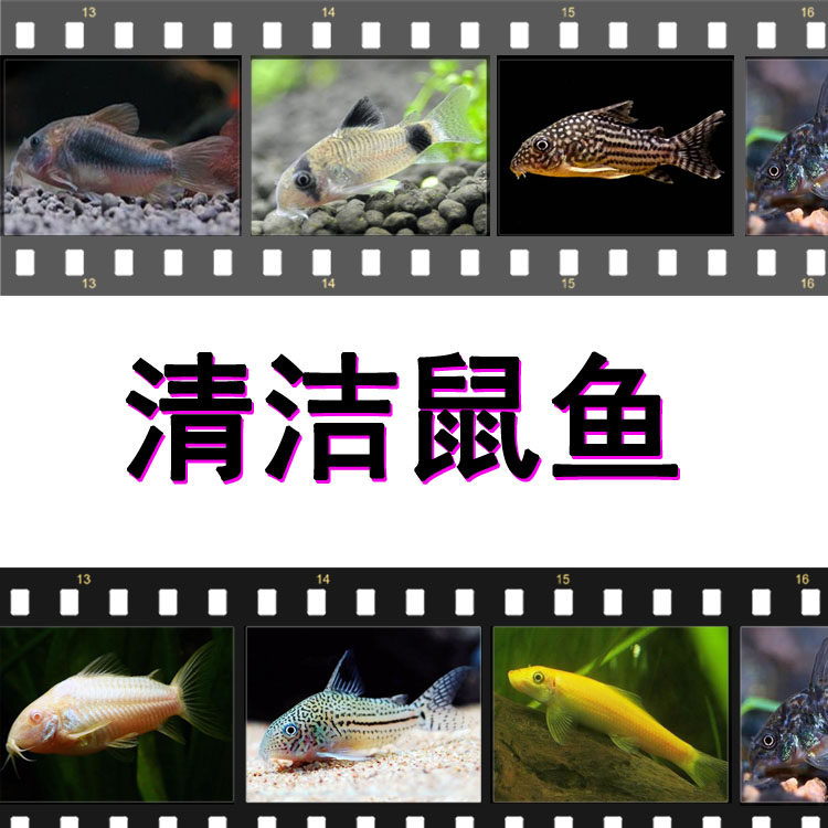 包邮老鼠鱼金苔白鼠熊猫珍珠茉莉豹工具鱼缸活体垃圾除藻清道夫,宠物/宠物食品及用品,鱼,淘宝优惠券,粉丝福利购,淘宝优惠卷