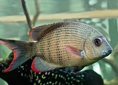 马拉莫宝石鱼淡水食土鲷包邮