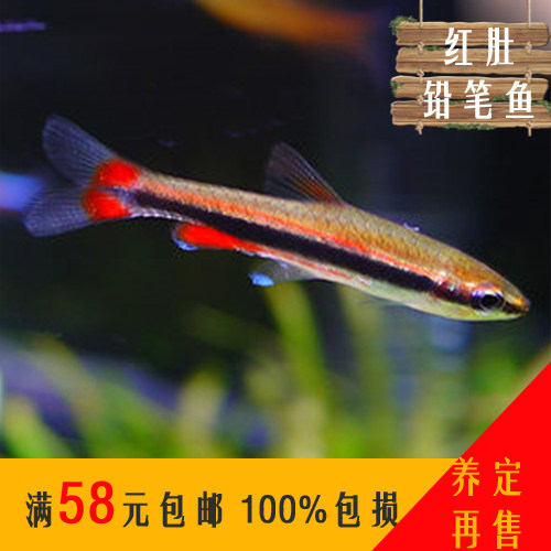 红肚红头铅笔鱼除藻45度铅笔灯鱼水族活体鱼缸群游鱼小型热带观赏|ruв категории животное/Животное питание и принадлежностей, аквариум мира, рыба - от Buy2taobao.com для оказания профессиональной услуги покупки агента Taobao