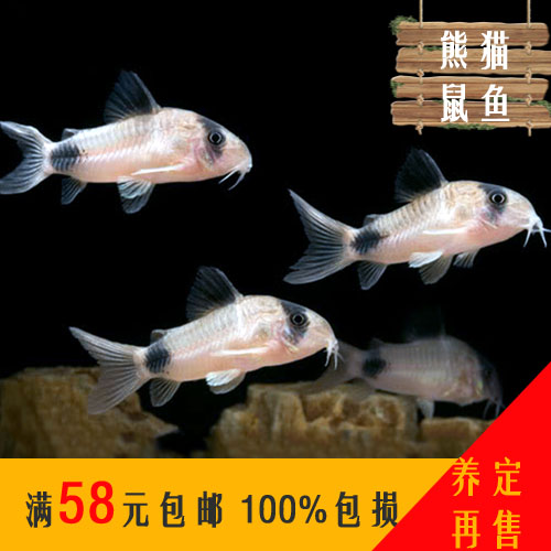 Peru Panda Mouse Algae Mouse Fish Tropical Fish Ornamental fish living thing Aquarium tool Pets clean Underlyingin the Pet/Pet food and supplies , Aqua World , Fish  category - from Buy2taobao.com to provide professional Taobao agent buy service