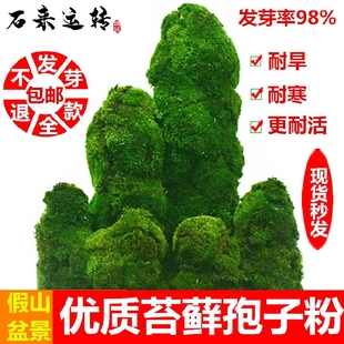 吸水上水石优质苔藓种子精品孢子粉盆景青苔植物花草装 饰景观点缀