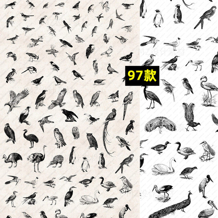 手绘素描鸟类飞禽鹦鹉孔雀燕子鸽子png透明免抠图ai矢量设计素材