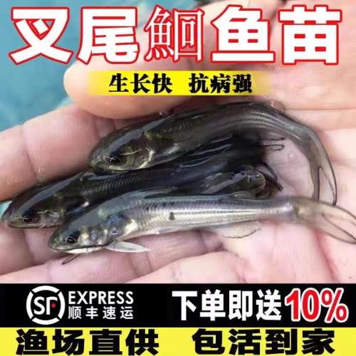 叉尾鮰鱼苗江团鱼苗淡水鱼苗养殖食用清江鱼回鱼苗活体冷水鱼湖北