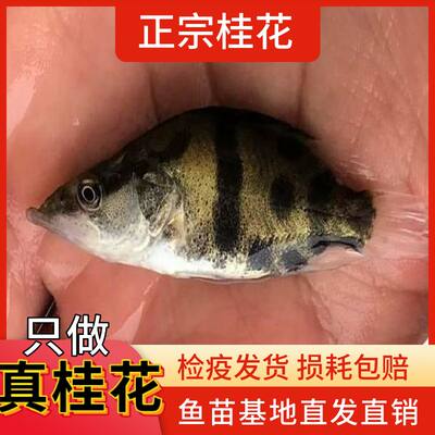 鳜鱼苗桂花鱼苗正宗桂鱼苗斑厥鱼鲫鱼凶猛肉食性鱼冷水观赏生长快