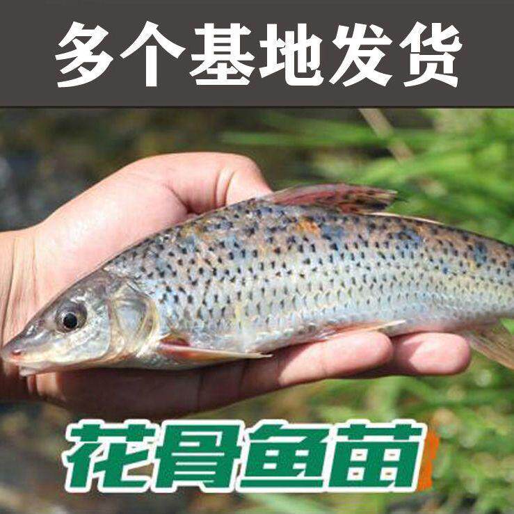 花骨鱼鱼苗淡水鱼塘好活养殖小原生土凤麻花名贵淡水食用四大家鱼