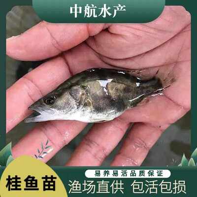 鳜鱼苗桂花鱼苗正宗桂鱼苗斑厥鱼翘嘴凶猛肉食性鱼冷水观赏鲫鱼苗