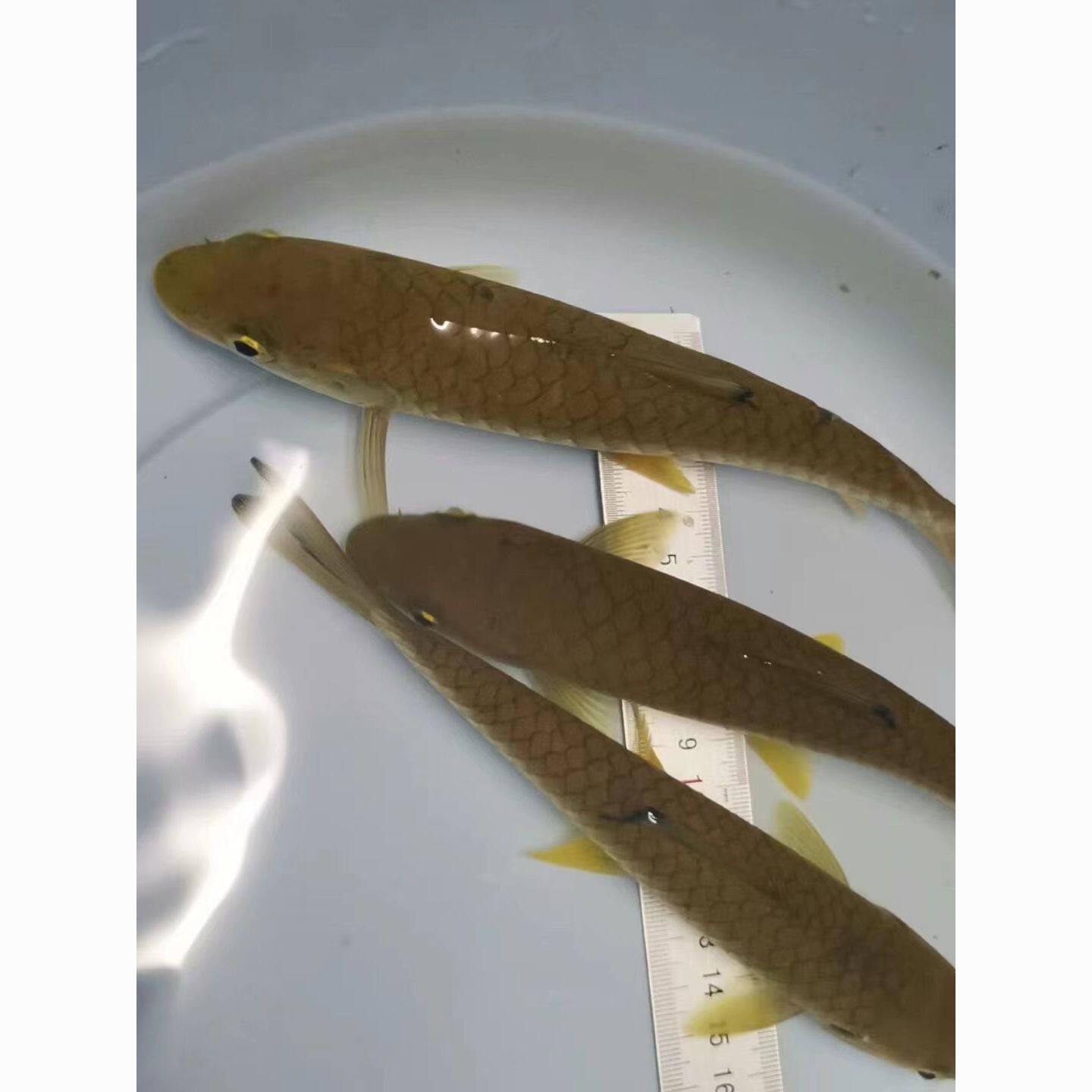 正宗武夷山红鳍军鱼淡水鱼网红夏季