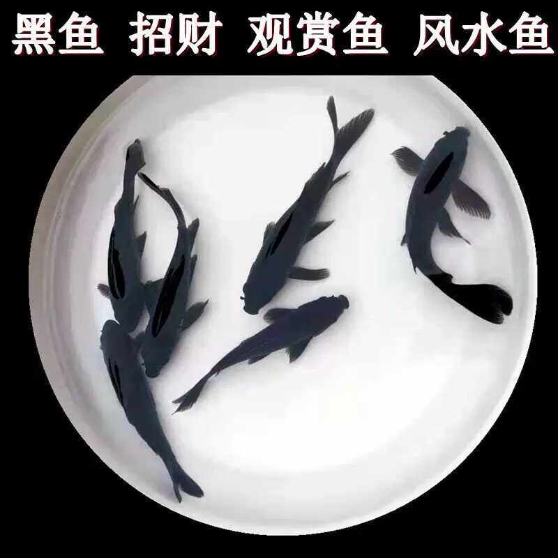 好养活黑锦鲤黑金观赏鱼淡水鱼