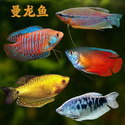 曼龙鱼热带观赏鱼好养耐活