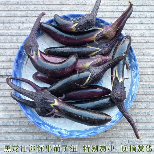 东北村妮蔬菜新鲜小茄子纽农家迷你茄子嫩茄子小紫茄子扭小笨茄子