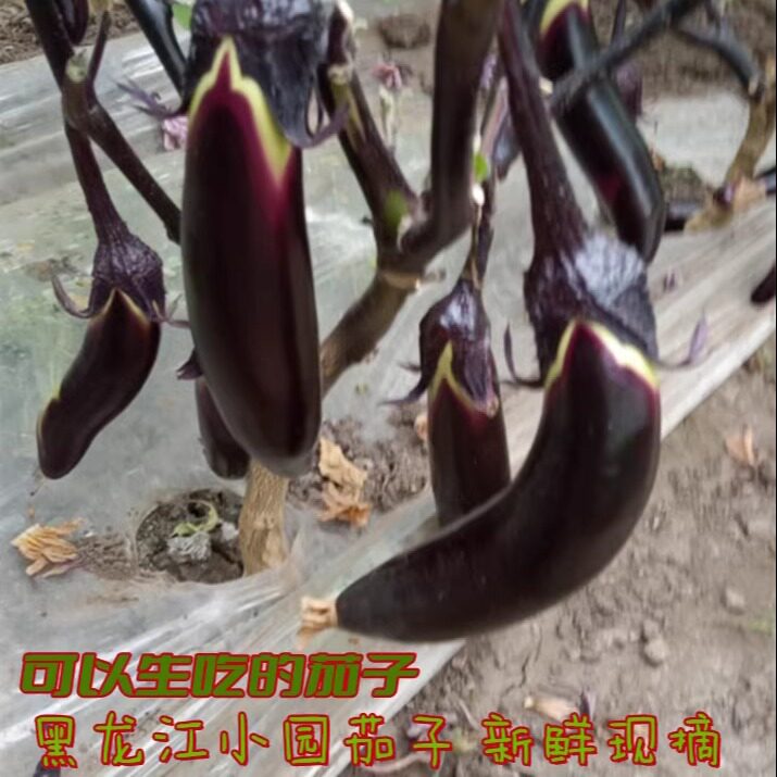 村妮蔬菜新鲜茄子现摘现发绿库线茄子全程施有机肥嘎嘎香