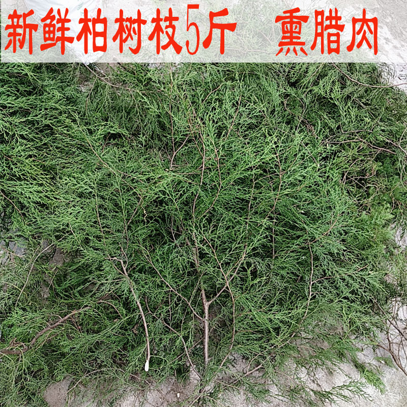 新鲜野生侧柏叶子柏树枝扁柏叶熏腊肉腊肠装饰洗发泡酒5斤装