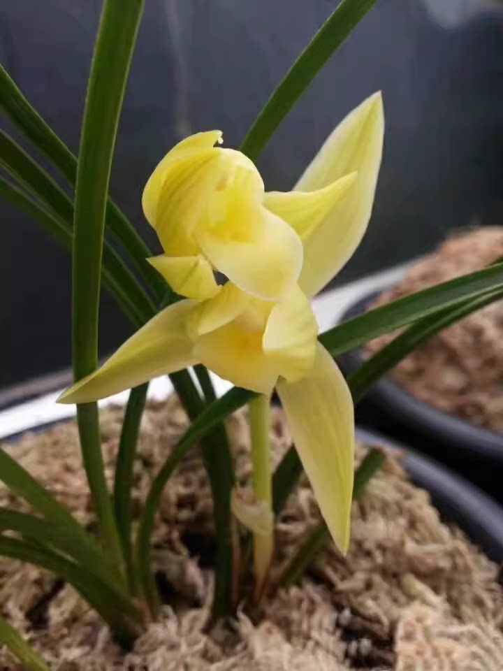 包邮 当年开花兰花苗莲瓣兰 金黄素 阳台花卉兰花盆栽自然种植