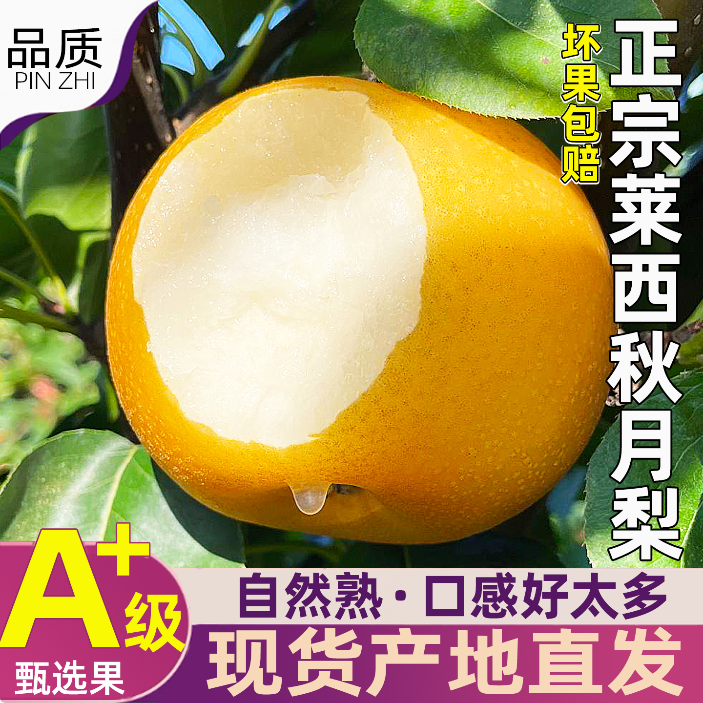 新季莱西秋月梨皮薄多汁