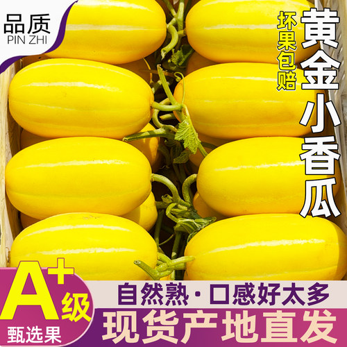 当季黄金蜜香瓜5斤新鲜水果顺丰