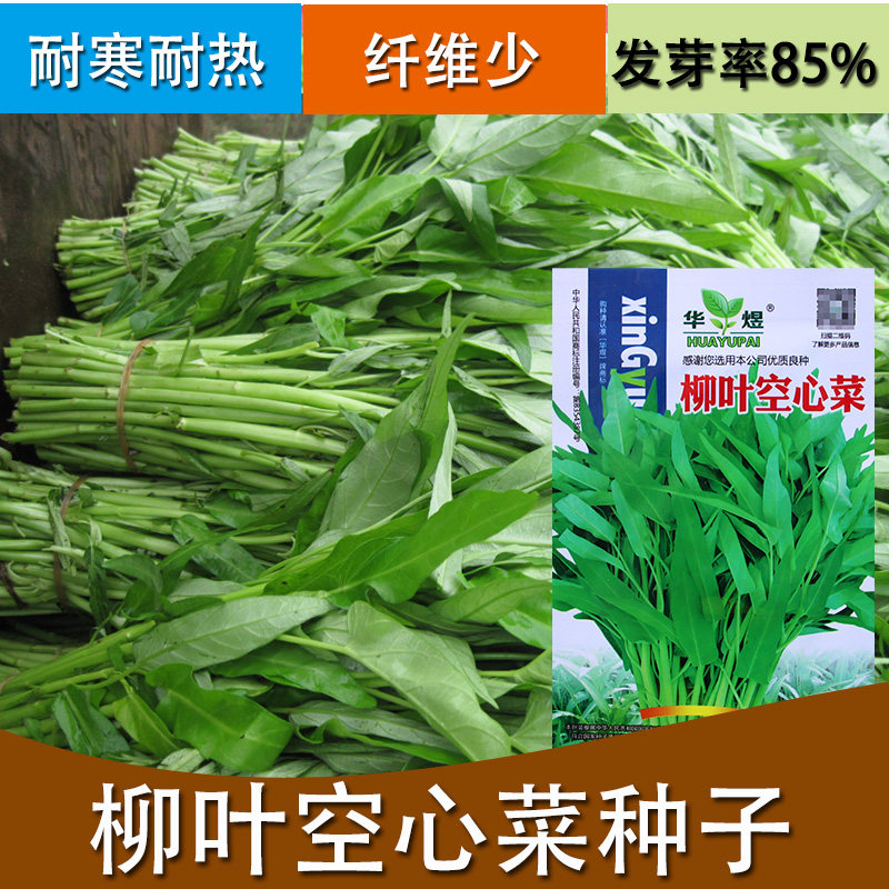 脆空心菜种子多少钱 脆空心菜种子优惠券免费领取 有条鱼
