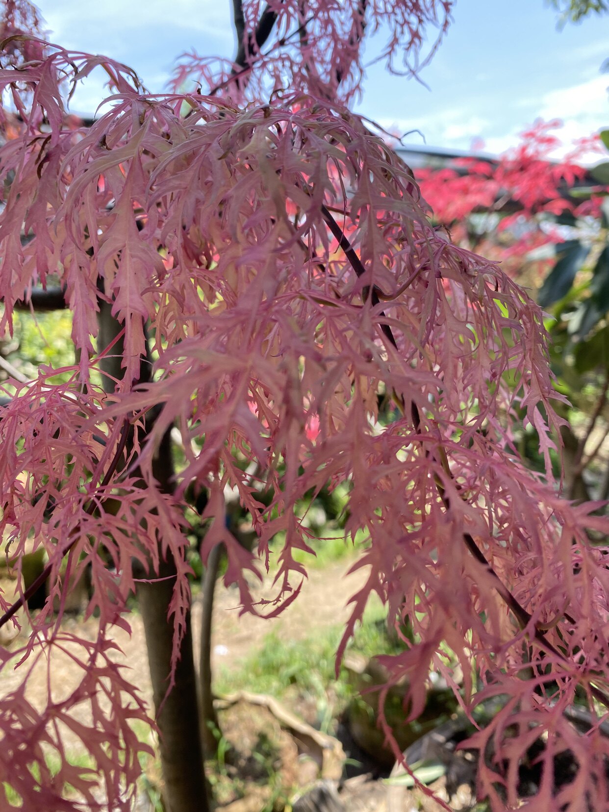 2公分彩景枫花缠锦羽毛枫盆景盆栽红枫羽毛枫枫树盆景红枫盆景