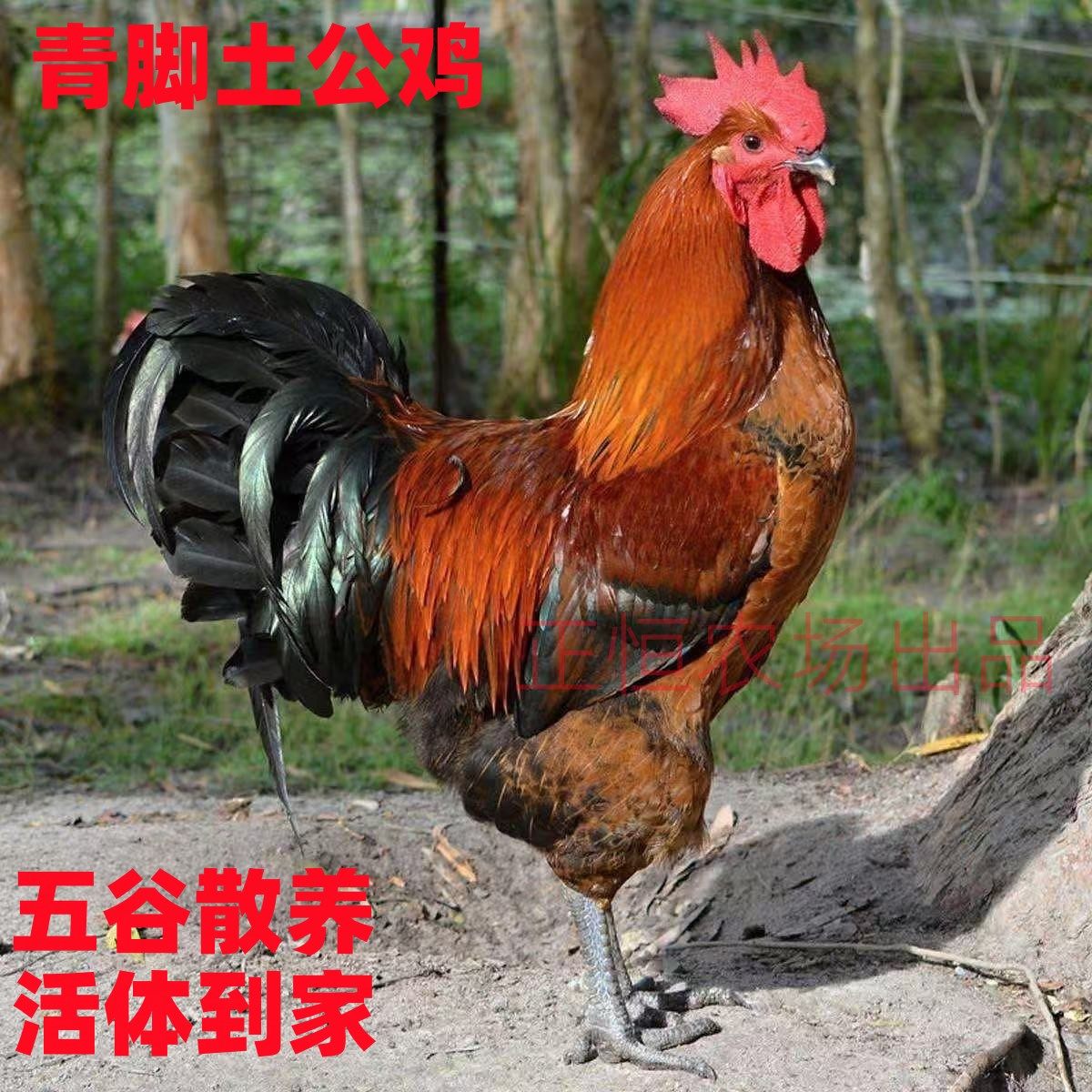 土鸡正宗农家散养大红公鸡青脚土公鸡草公鸡九斤红林下溜达老公鸡