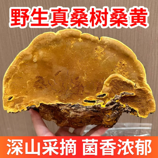 桑黄野生西藏特级干货正品500g桑树桑黄灵芝菌种中药材泡茶