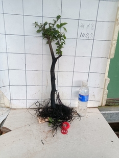 灌木金蛋子观根观杆观叶碳化母桩老桩开花结果带泥土发货