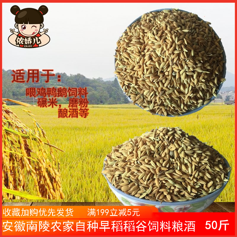 喂鸡鸭鹅稻谷稻子农家自种