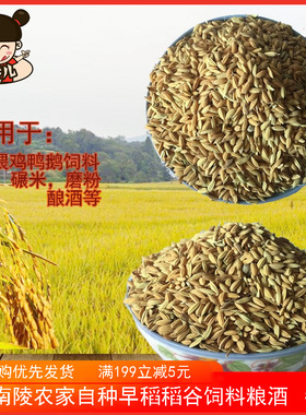 安徽籼新稻谷农家自种早稻子带壳喂鸡鸭鹅鸽子宠物仓鼠饲料50斤袋