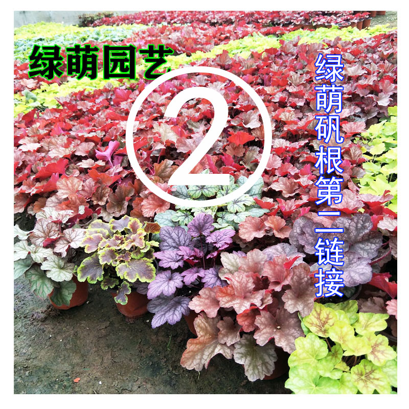 矾根盆栽花苗进口观叶花植物多色多年生彩叶草花卉强耐寒室外庭院