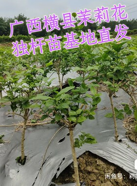 广西横县重瓣双瓣白色茉莉花苗容易花香老桩盆栽盆景阳台绿植花卉