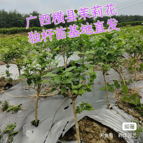 绿植广西横县白色老桩茉莉花苗