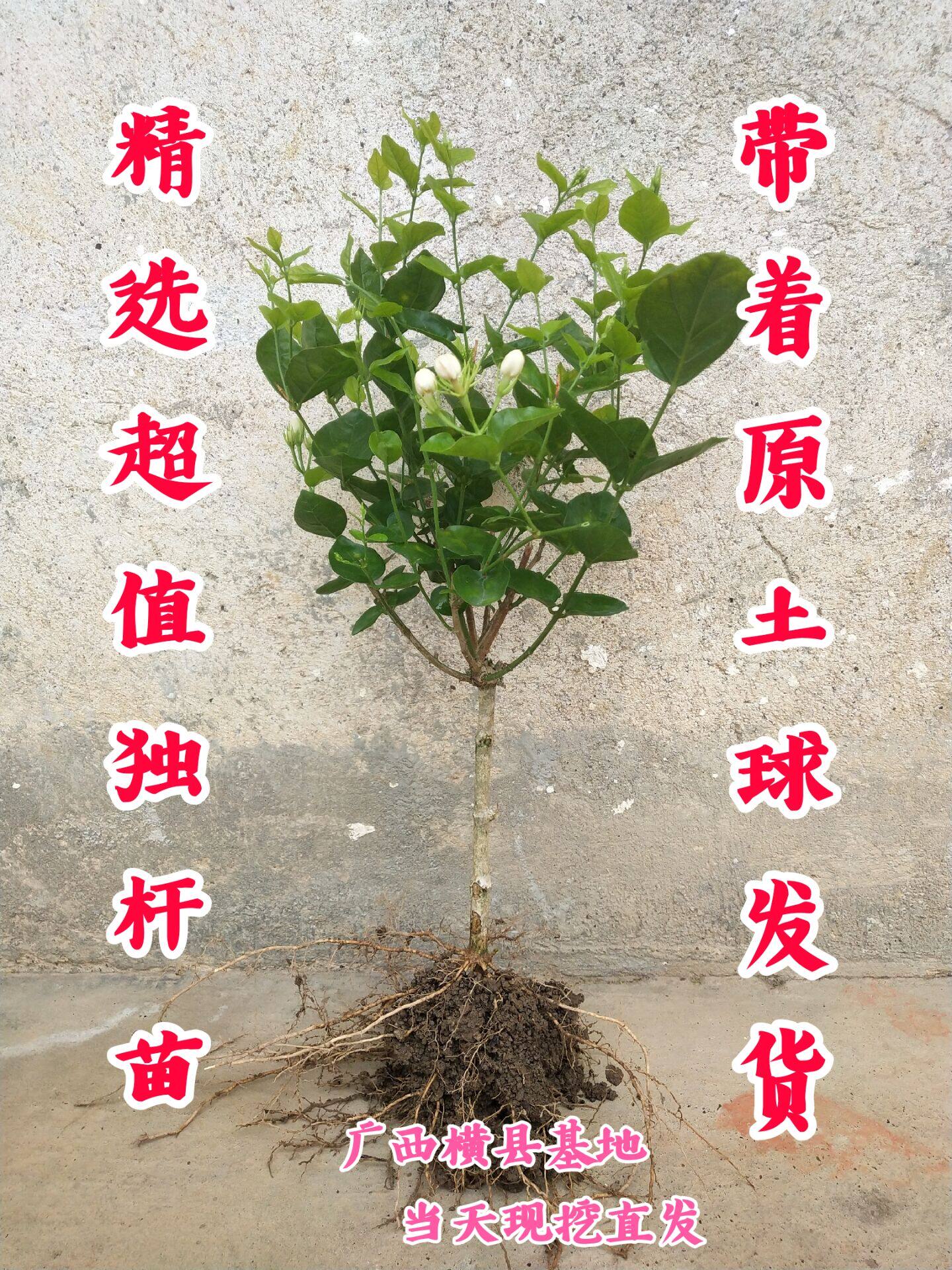 横县茉莉庭院矮霸阳台盆栽绿植