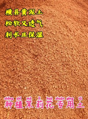 广西横县重瓣双瓣白色茉莉花苗专用黄泥土老桩盆栽盆景绿植花卉