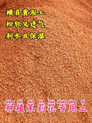 广西横县重瓣茉莉花苗绿植