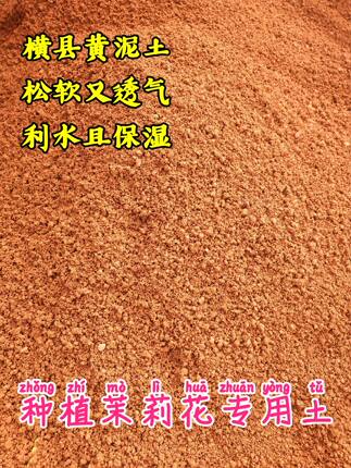 广西横县重瓣双瓣白色茉莉花苗专用黄泥土老桩盆栽盆景绿植花卉