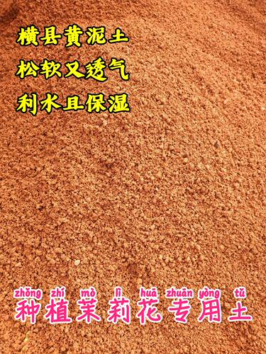 广西横县重瓣茉莉花苗绿植