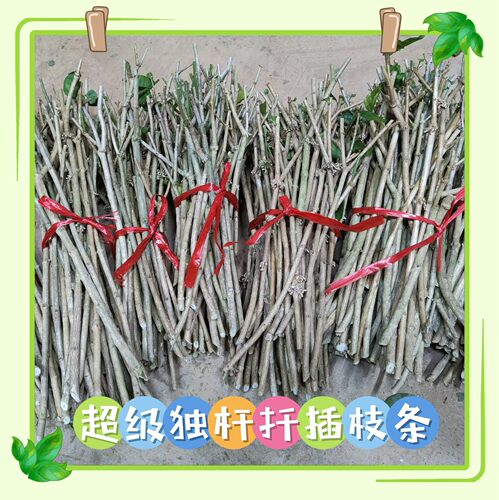 广西横县茉莉花扦插枝条独杆