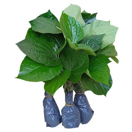 广西新鲜急捞叶新鲜假蒌苗当季蛤蝼叶山蒌炒田螺可食用叶子蛤蒌叶