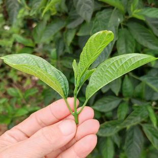 广西新鲜大青叶路边青臭叶青草芯青风丝鸭公青空心菜清凉猪屎木头