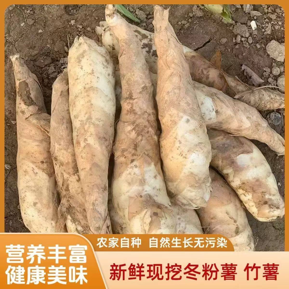 冬粉薯新鲜现挖竹薯农家竹芋火锅其它