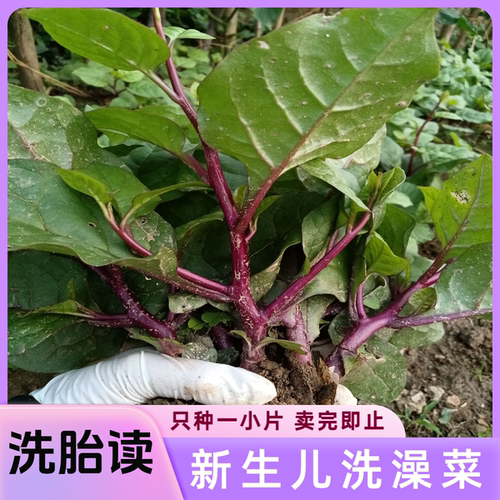 广西现采新鲜藤菜子红木耳菜胭脂菜紫潺菜婴儿外洗草紫藤菜洗胎读